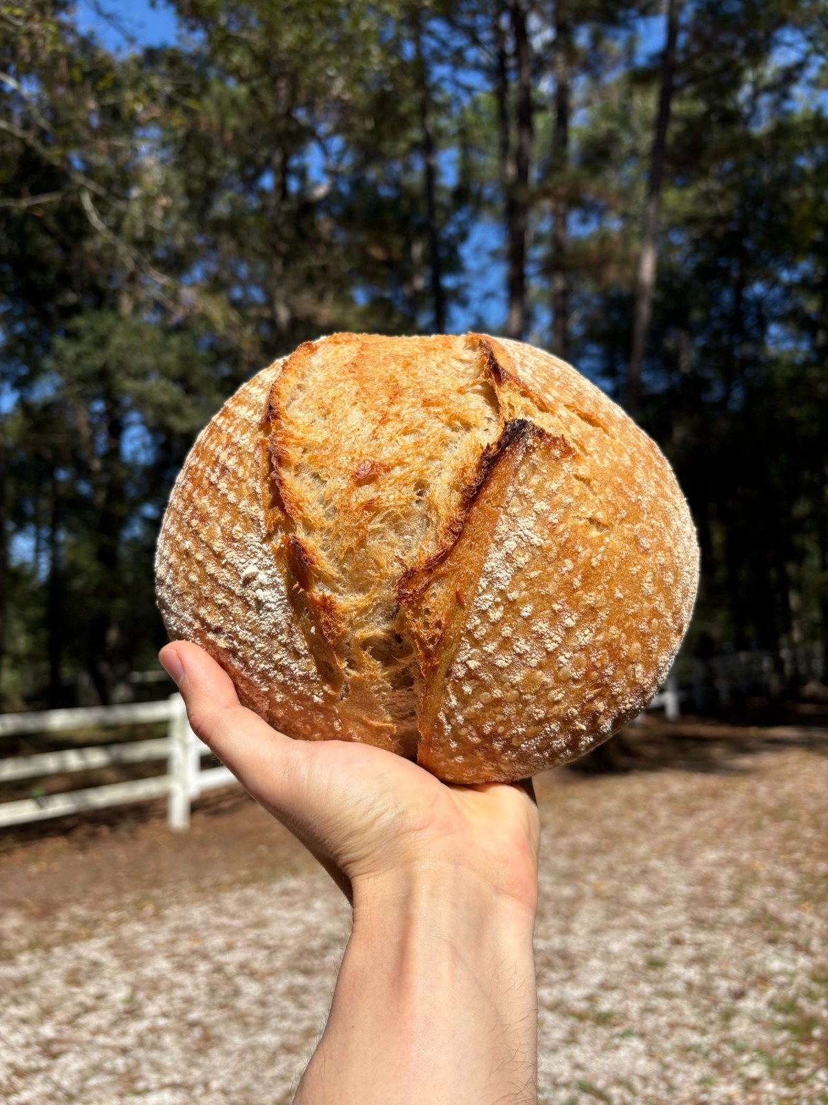 Nick's whole wheat bread loaf held outdoors